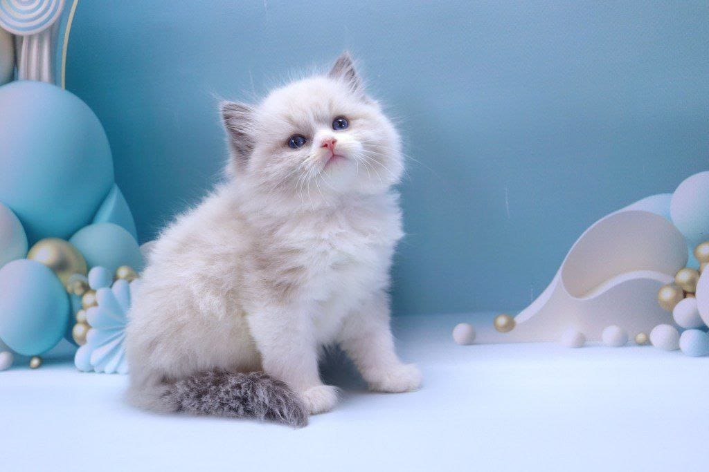 Ragdoll Cat - Image 5