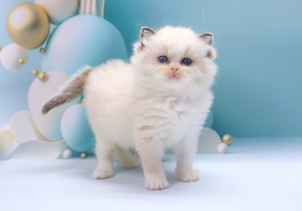 Ragdoll Cat - Image 3