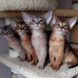 Abyssinian cats