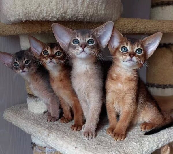 Abyssinian cats