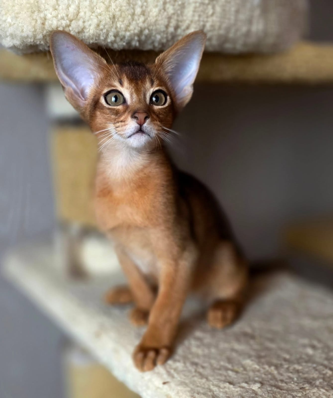 Abyssinian cats