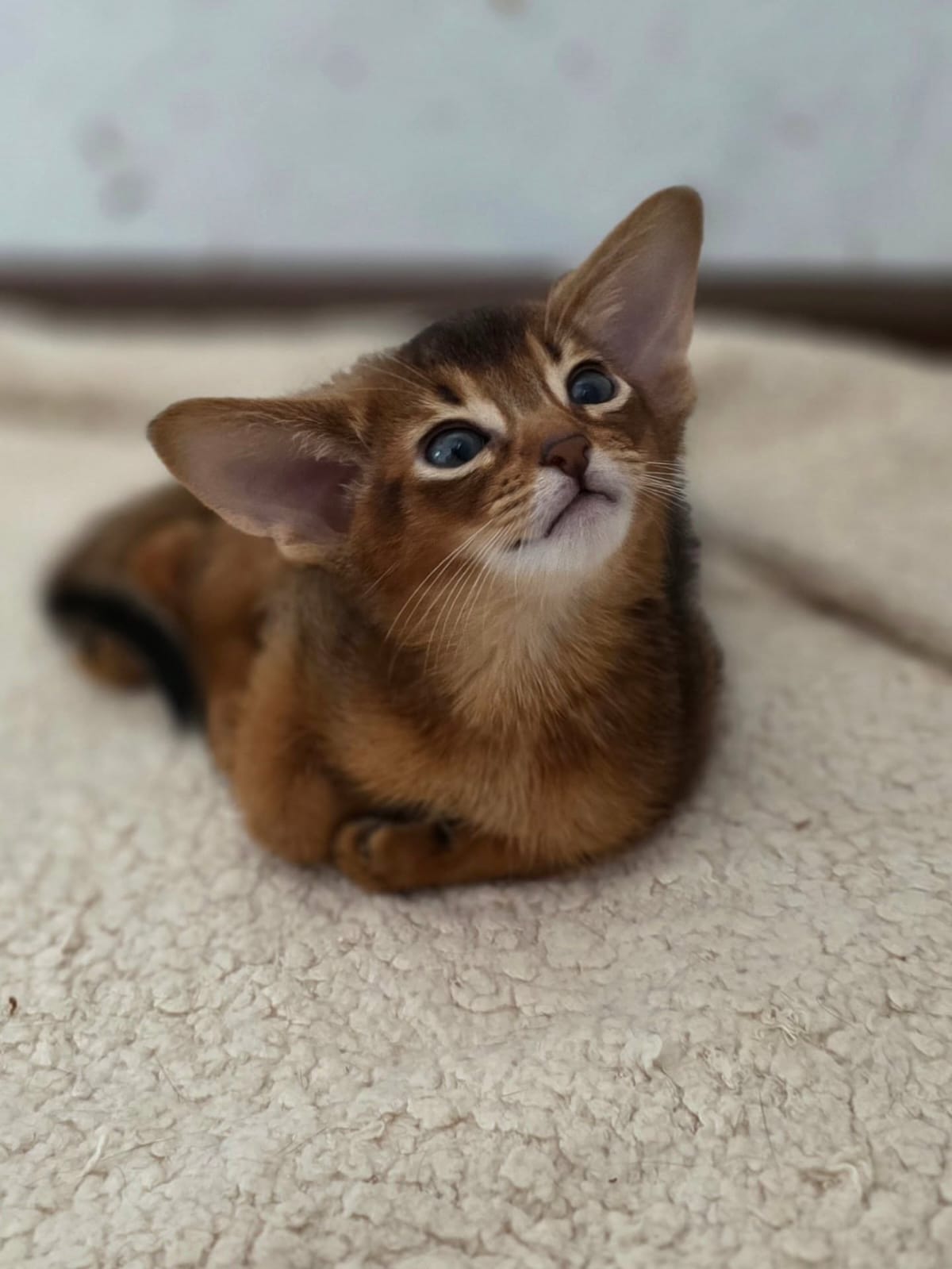 Abyssinian cats