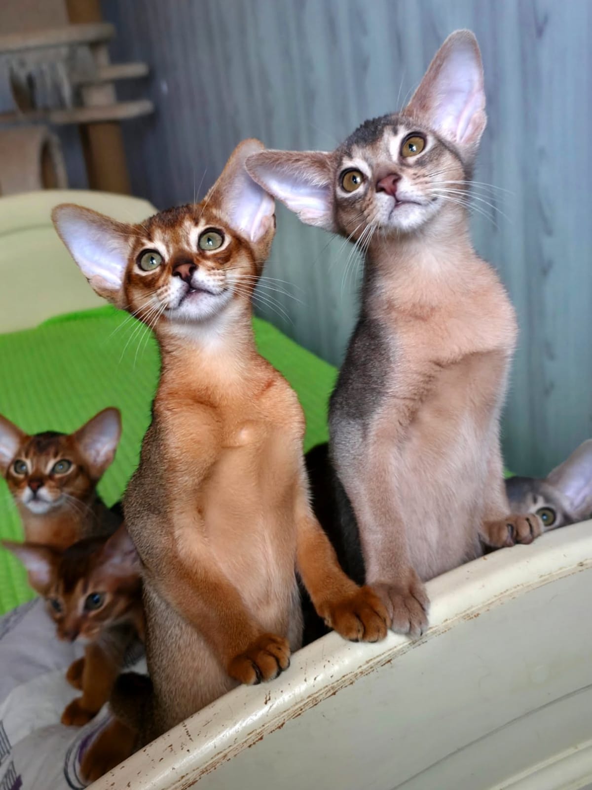 Abyssinian cats females
