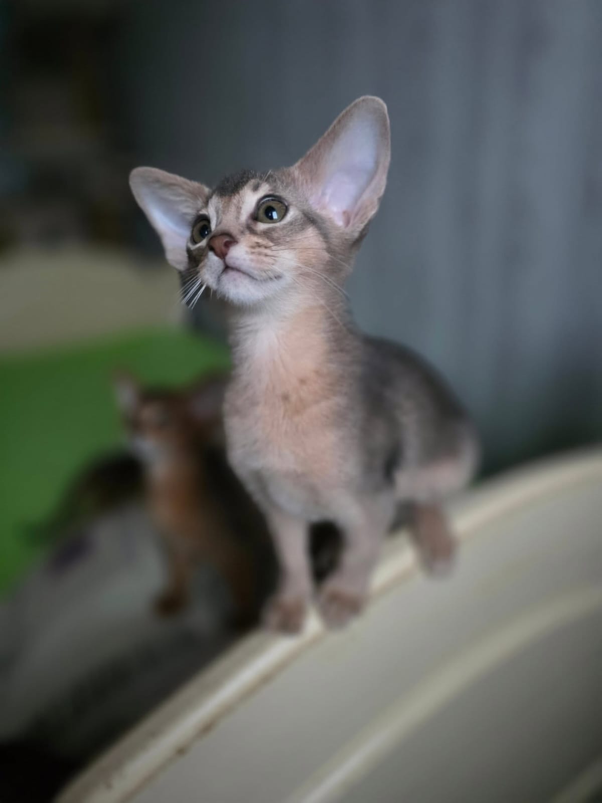 Abyssinian cats