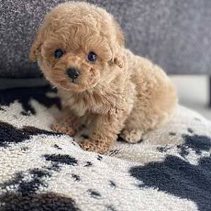 Toy poodle puppies