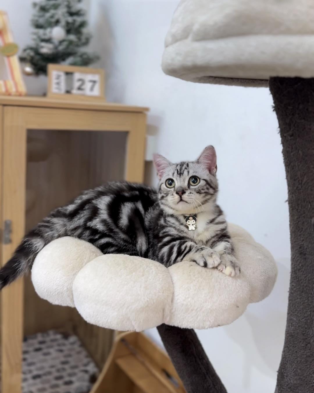 American shorthair - Image 3