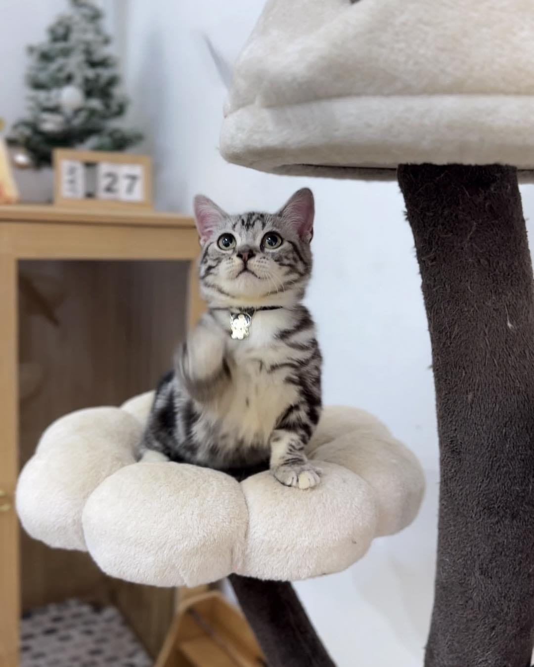 American shorthair - Image 2