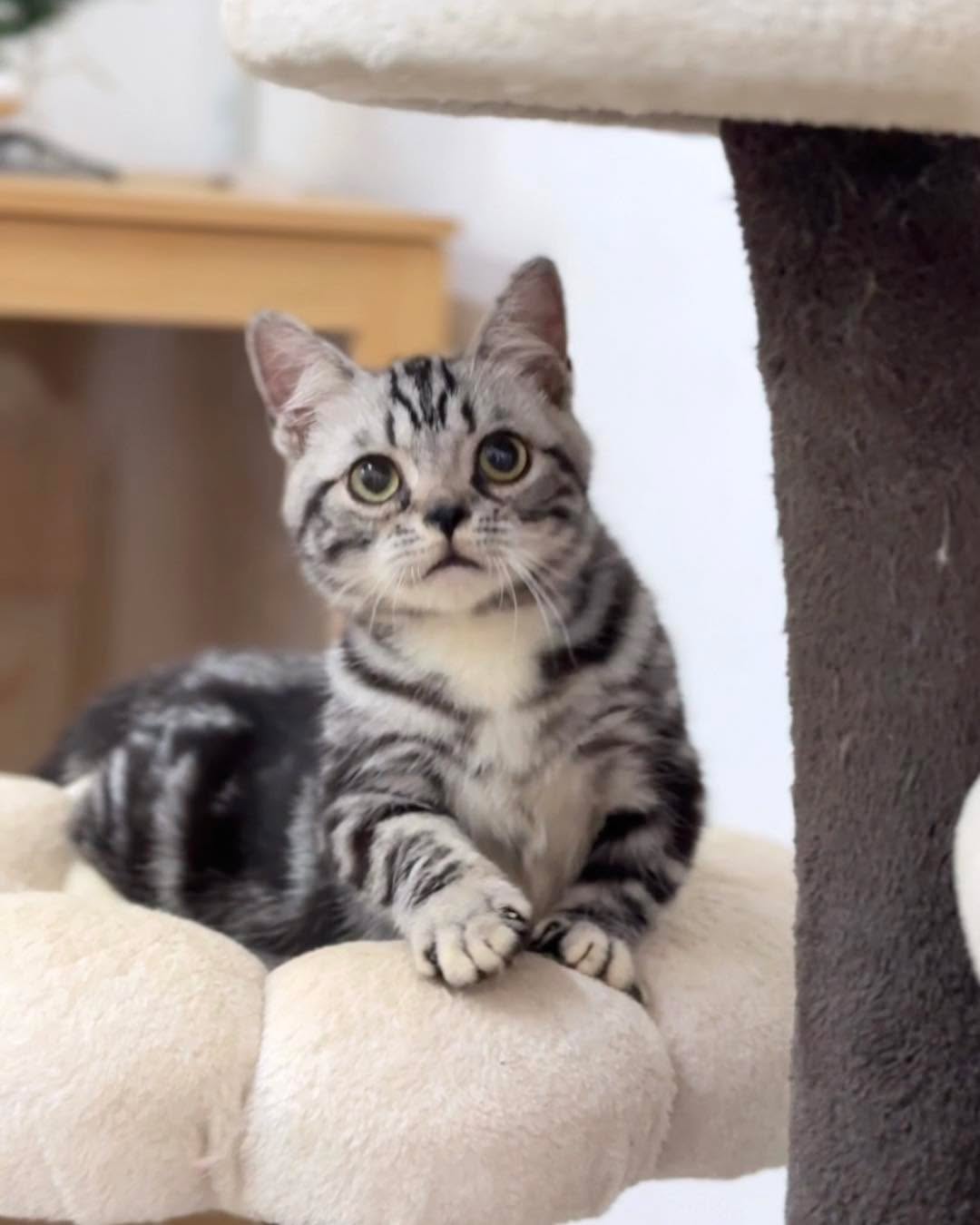 American shorthair - Image 5