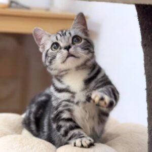 American shorthair