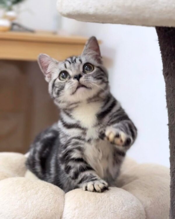 American shorthair