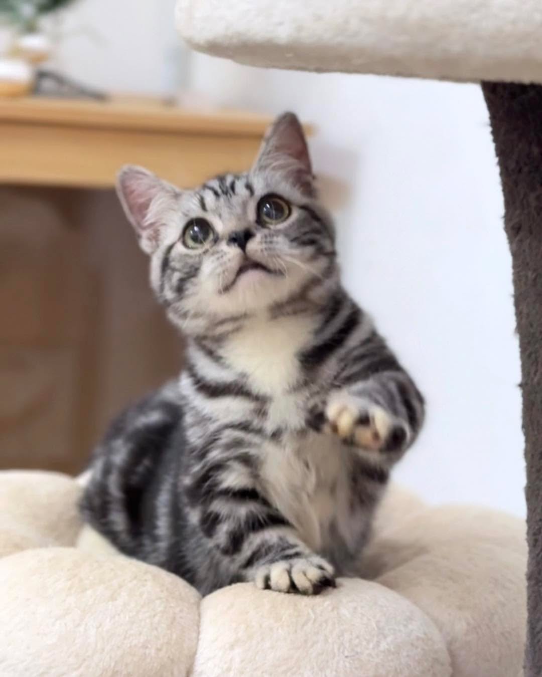 American shorthair