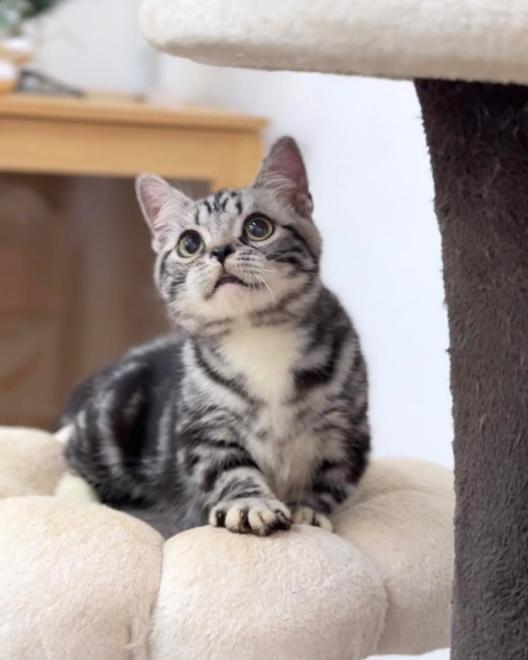 American shorthair - Image 4