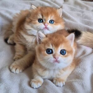 British longhair cat