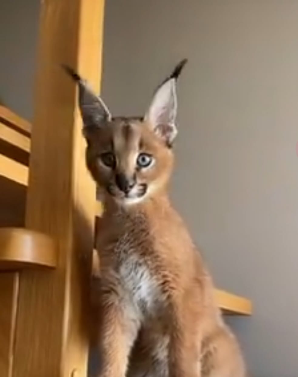 Caracal cats - Image 6