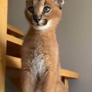 Caracal cats
