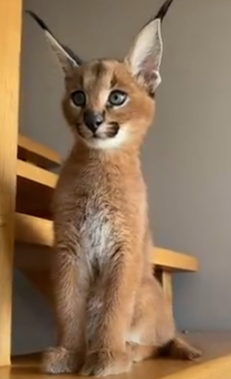 Caracal cats