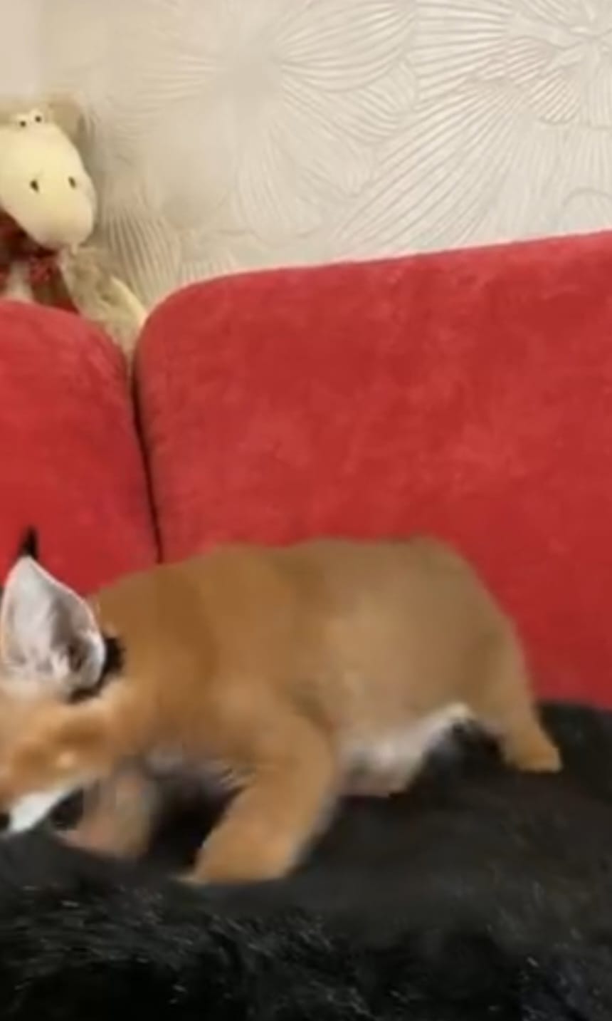 Caracal cats - Image 4