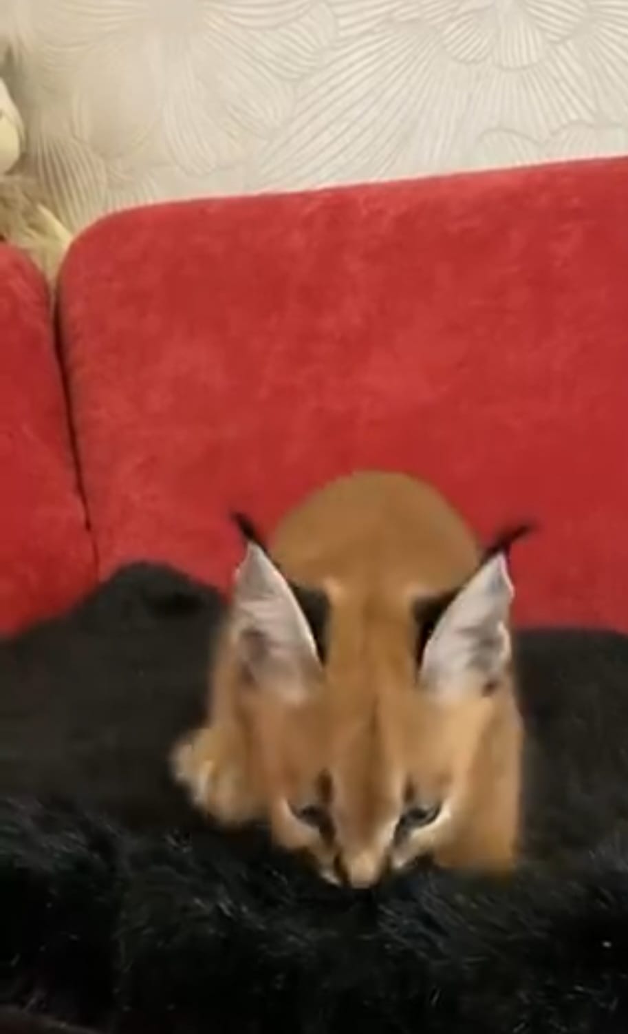 Caracal cats - Image 3