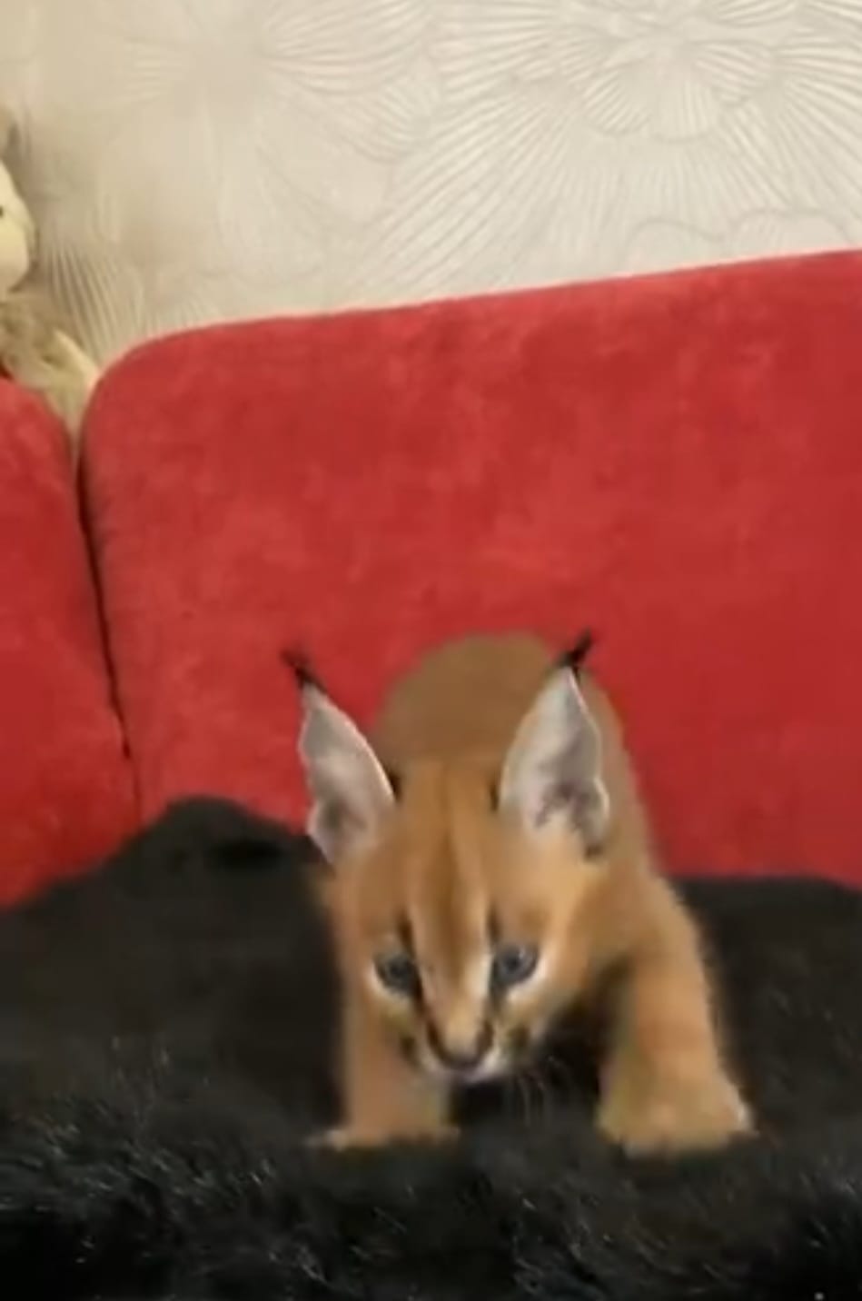 Caracal cats - Image 2