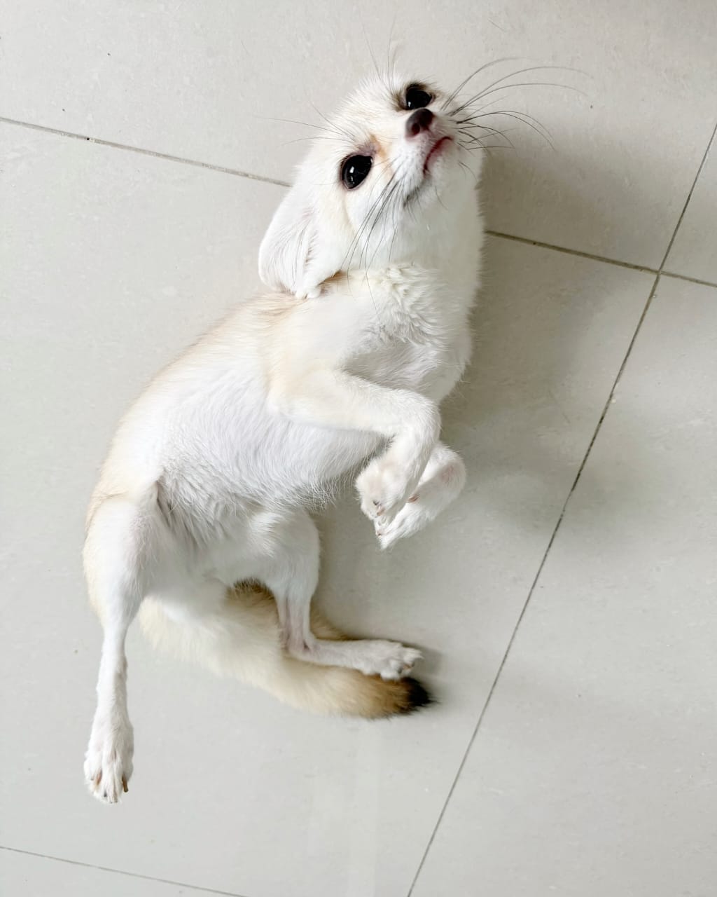 Fennec Fox - Image 4