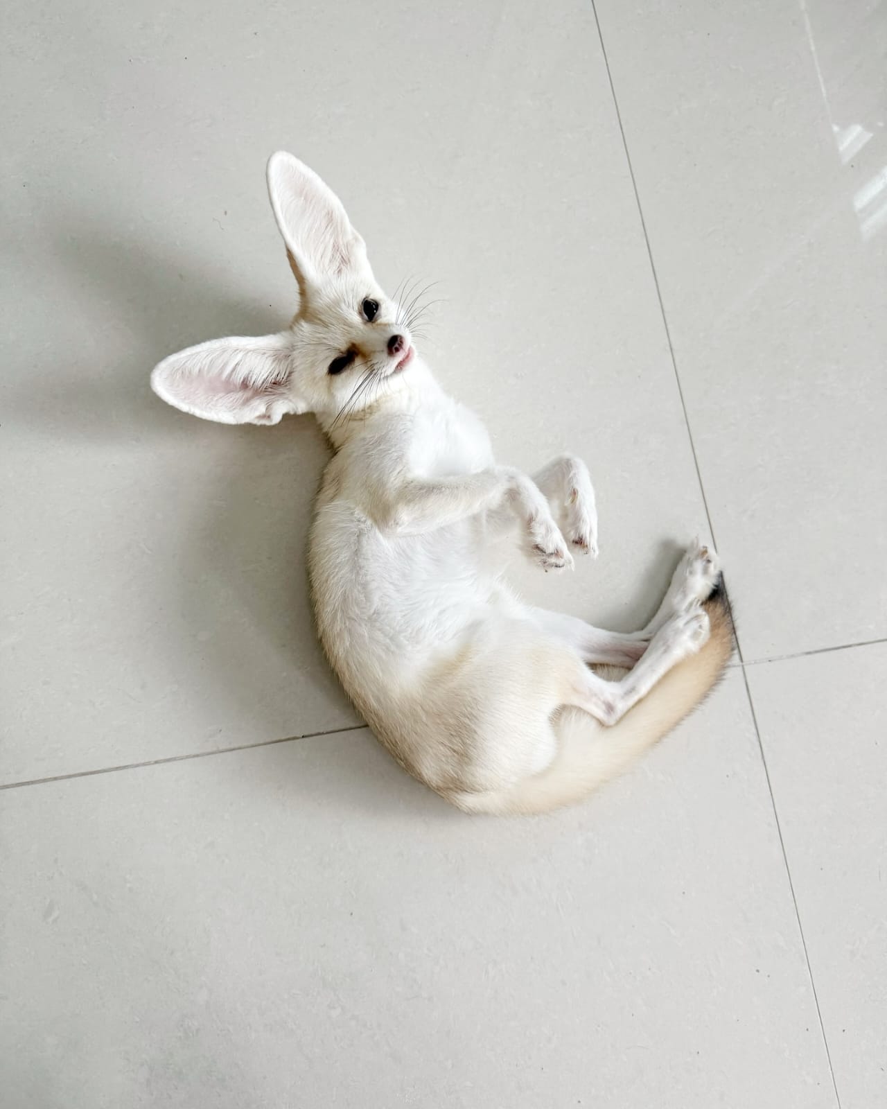 Fennec Fox - Image 3