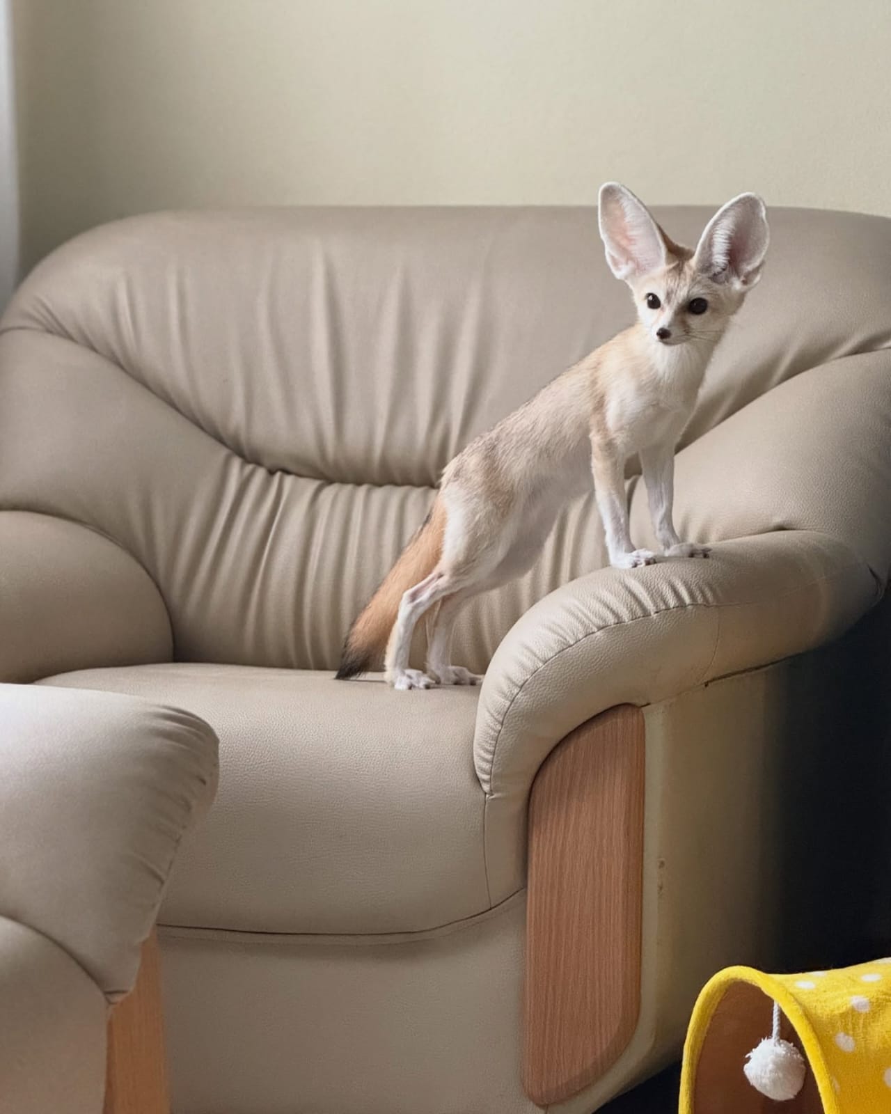 Fennec Fox - Image 5