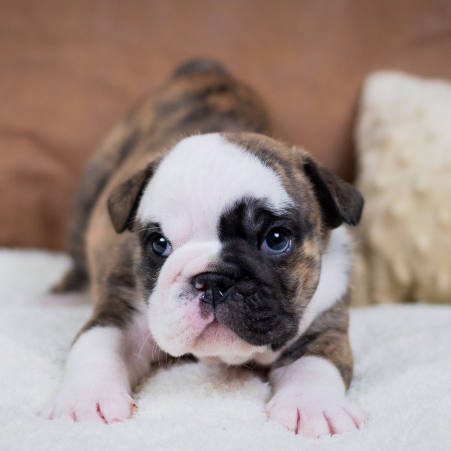 Female English bull dog
