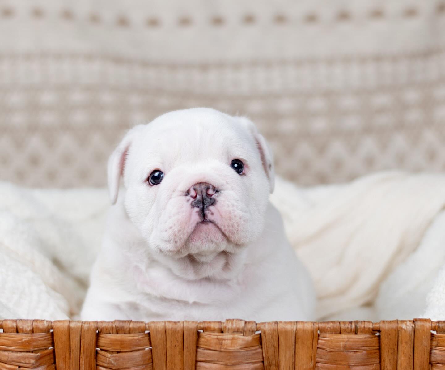 English bull dog - Image 4