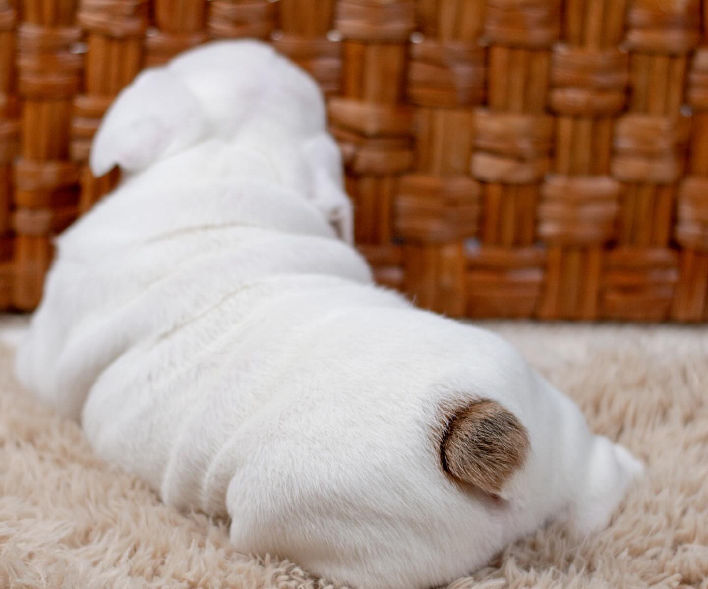 English bull dog - Image 5