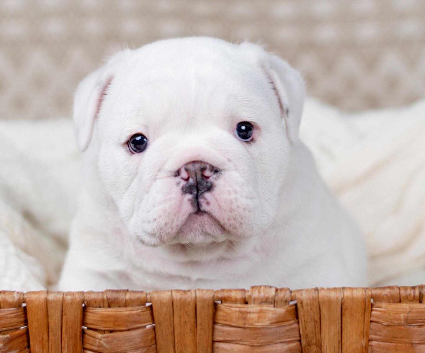 English bull dog - Image 6