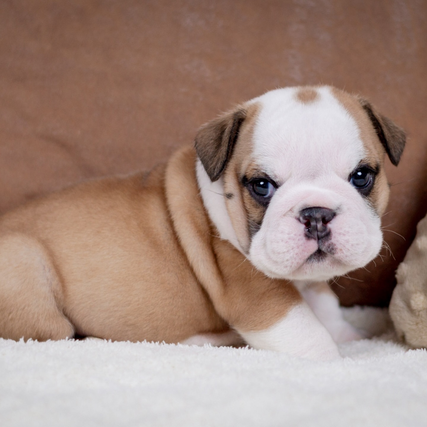 Male English bull dog