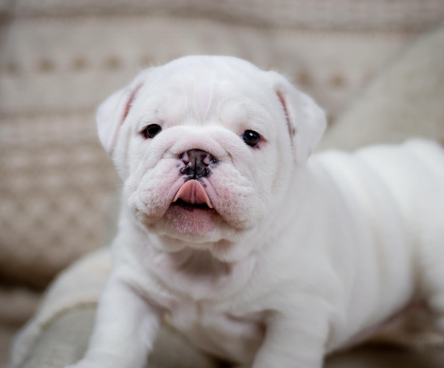 English bull dog - Image 7