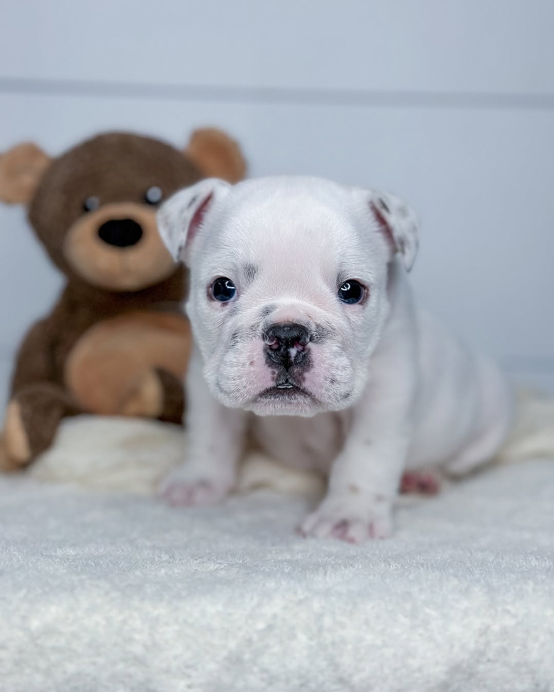 English bull dog - Image 8