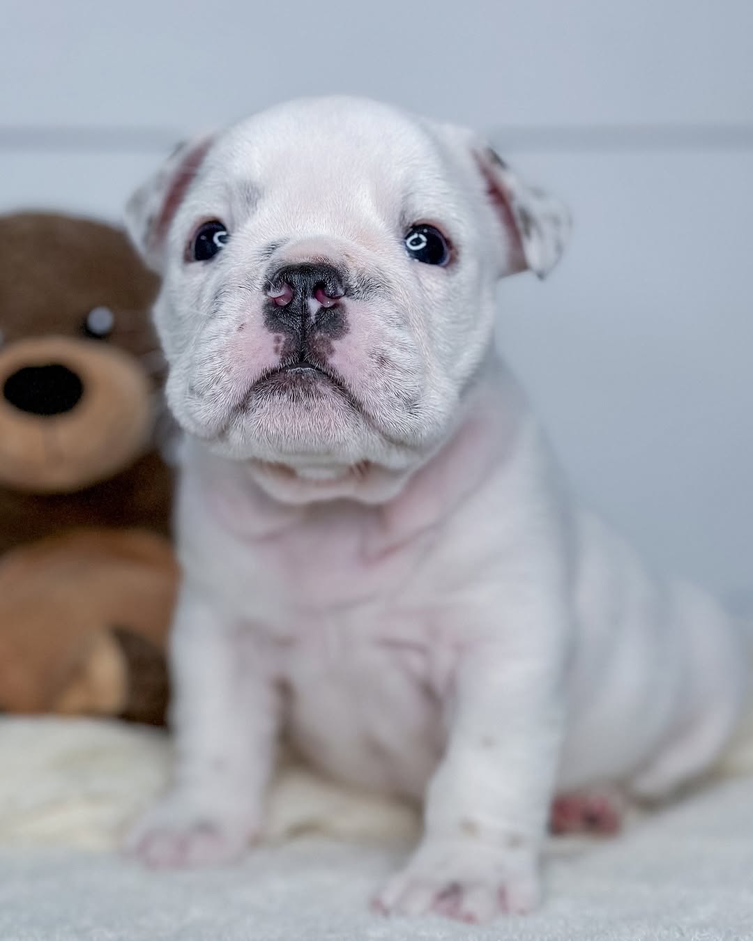 English bull dog - Image 9