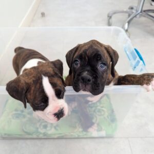 Boxers puppies