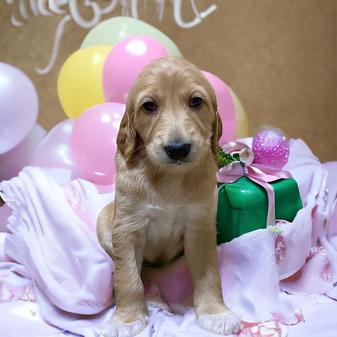 Saluki puppies - Image 4