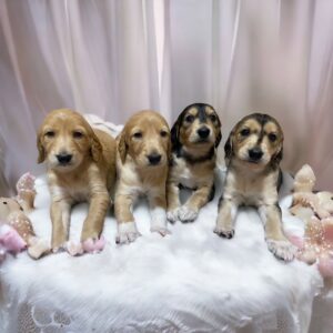 saluki puppies