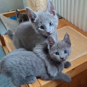 Russian blue cat