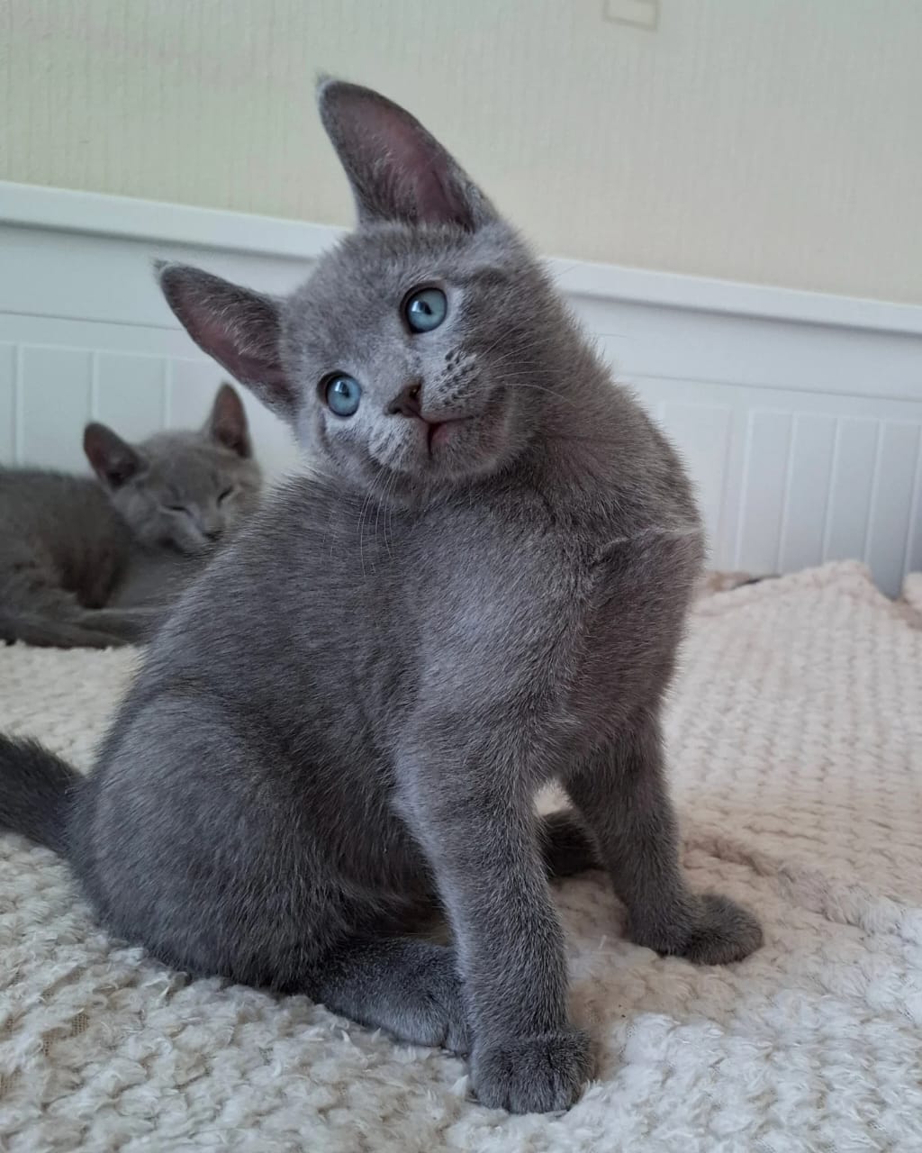 Russian blue cats - Image 4