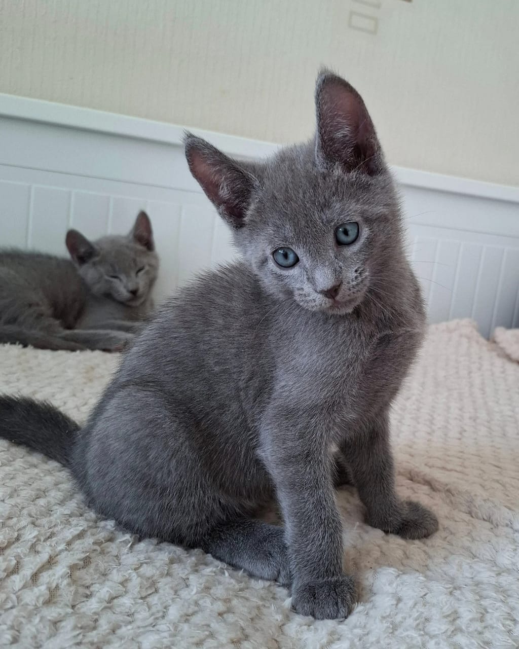 Russian blue cats - Image 3