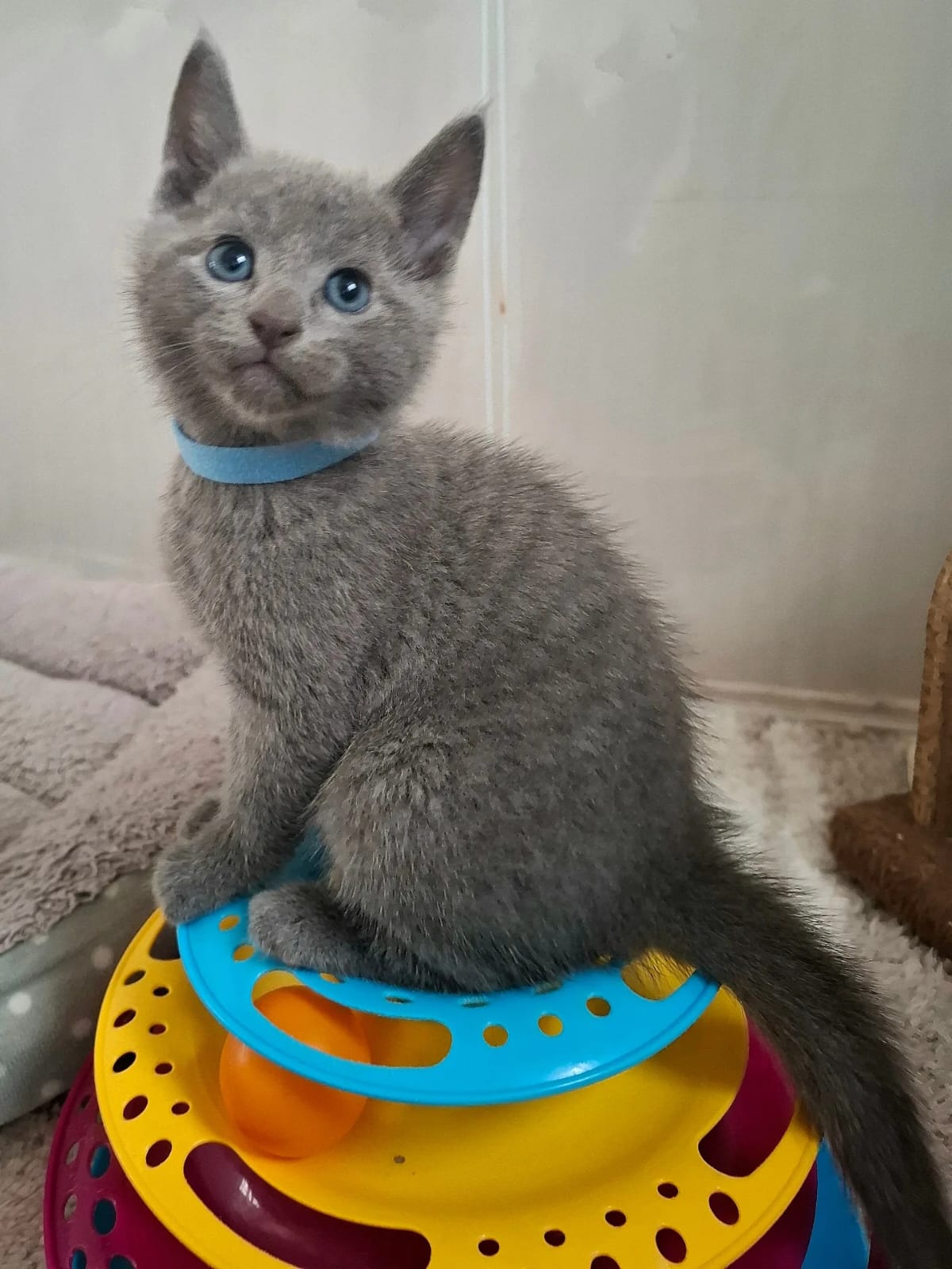 Russian blue cats - Image 5