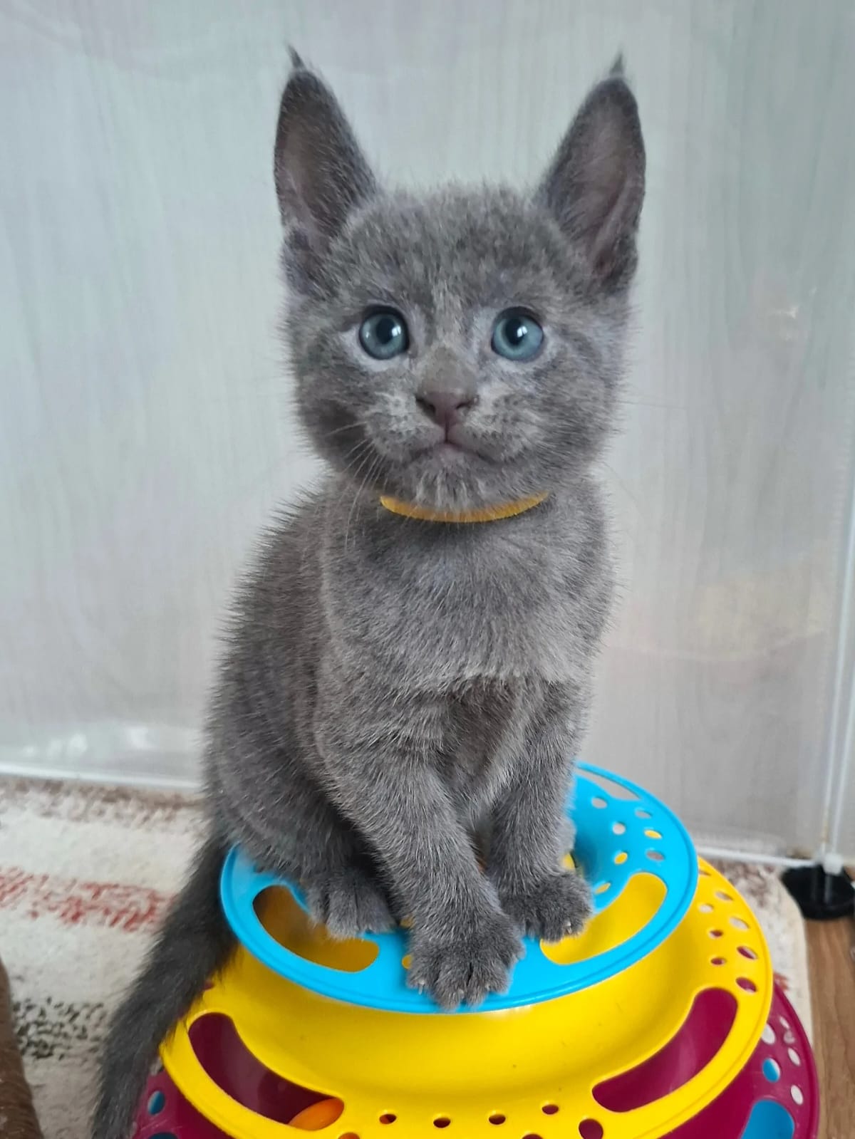 Russian blue cats - Image 6
