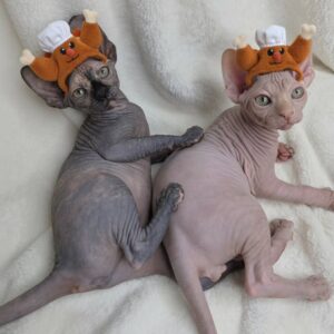 Sphynx cats