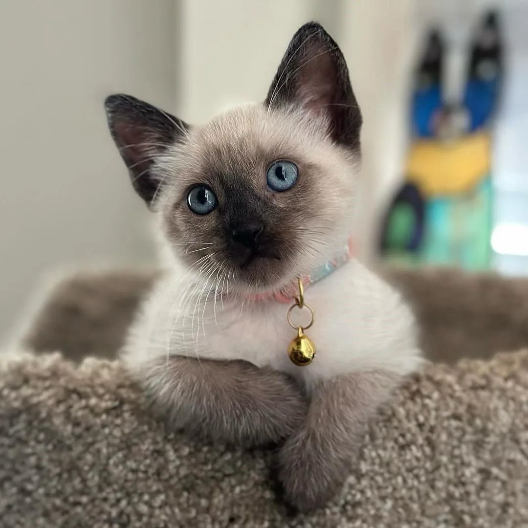 Siamese cats - Image 10