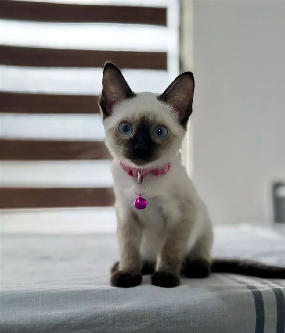 Siamese cats - Image 8