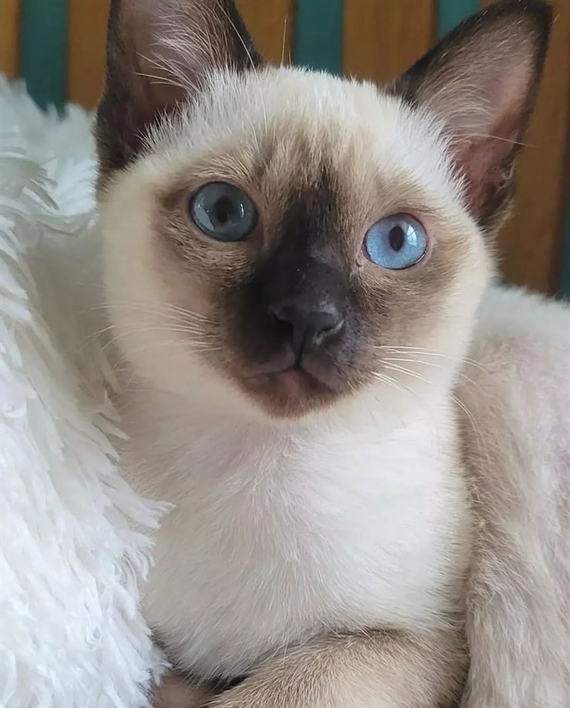 Siamese cats - Image 9