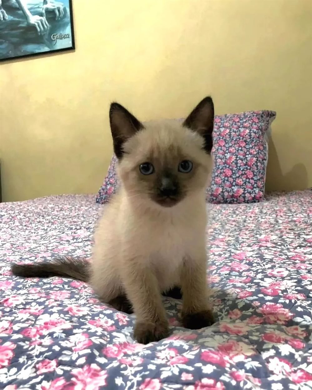 Siamese cats - Image 7