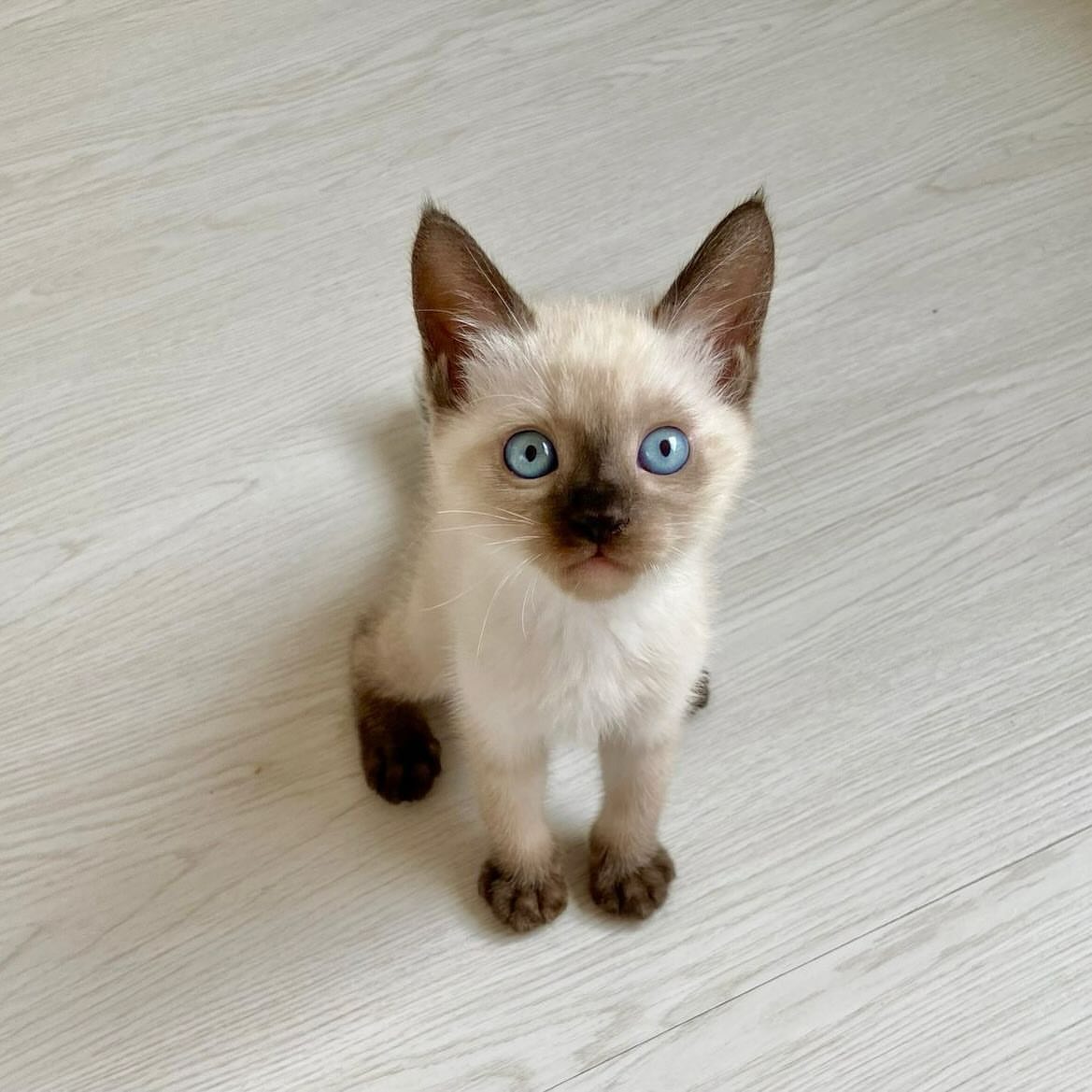 Siamese cats - Image 5