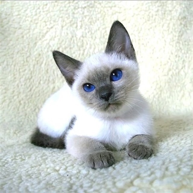Siamese cats - Image 4