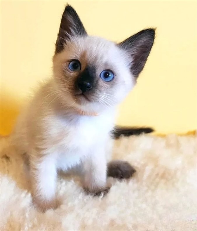 Siamese cats - Image 3